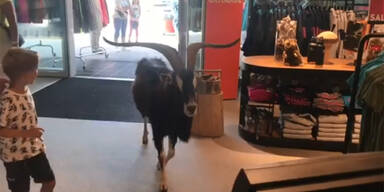 Ziegenbock in Sportgesch&auml;ft