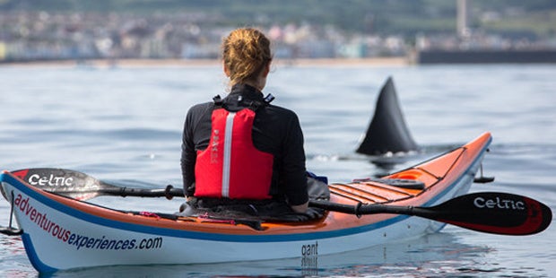 Hai-Alarm vor der britischen Küste