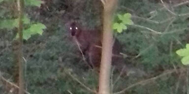 K&auml;nguru Ober&ouml;sterreich