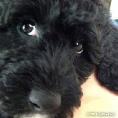 Ashton Kutcher & Mila Kunis: Welches ist ihr Baby?