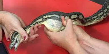 &Auml;rztin massiert aus Schlange Tennisball heraus