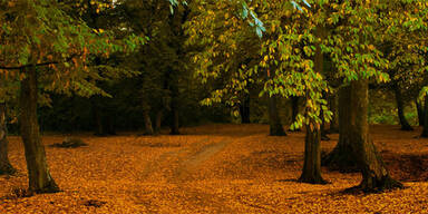 Das ist der mysteri&ouml;seste Wald der Welt