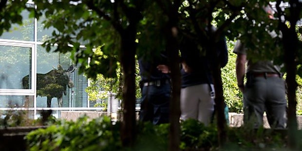 Junger Elch verirrte sich in Bürohaus