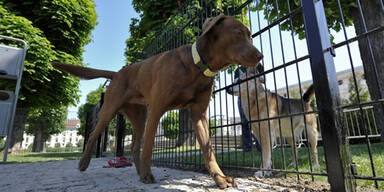 Tierhasser lockt Hunde mit Würstchen