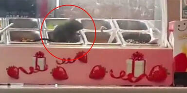 Monster-Ratte bei McDonald&rsquo;s