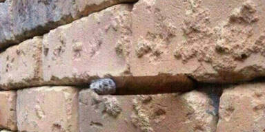 Erkennen Sie, was hier zu sehen ist?