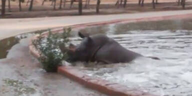 Nilpferd Nashorn