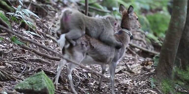 Affe hat Sex mit Hirschkuh