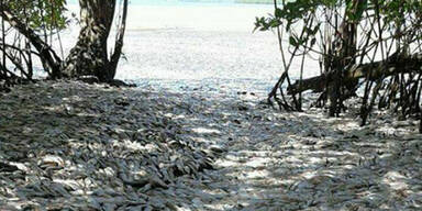 Fischsterben Costa Rica