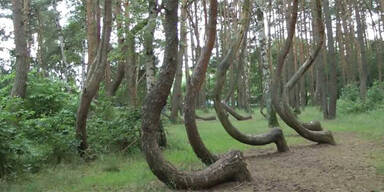Diese B&auml;ume kr&uuml;mmen sich nach Norden &ndash; und niemand wei&szlig;, warum
