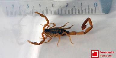 Frau in Hotel von hochgiftigem Skorpion gestochen