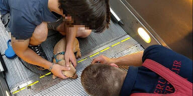 Welpe in Wien in Rolltreppe