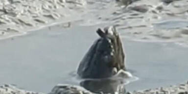 Internet r&auml;tselt &uuml;ber mysteri&ouml;se Kreatur im Schlamm