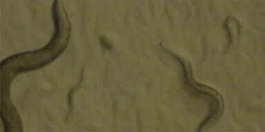 Caenorhabditis elegans