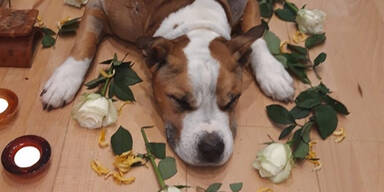 Wildschwein t&ouml;tete Listenhund