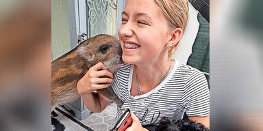 Mini-Schweine Hietzing Wien