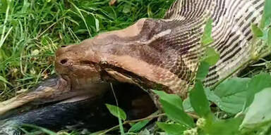 Python Indien w&uuml;rgt Hund hoch