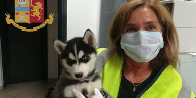 Welpen Italien Udine