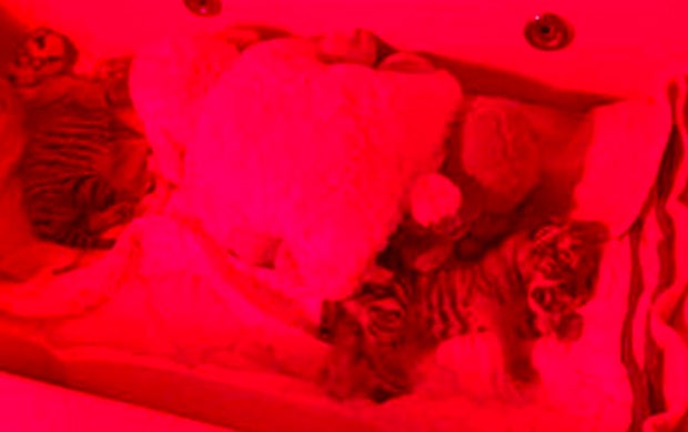 Zwei Tigerbabys aus Gemeindewohnung gerettet