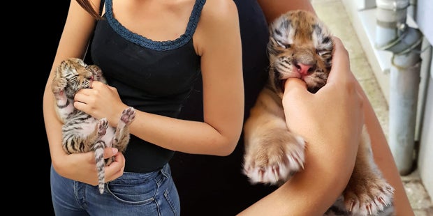 Tiger-Babys Niederösterreich Hainburg