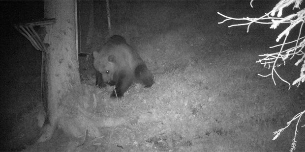Bär Tirol Außerfern Plansee
