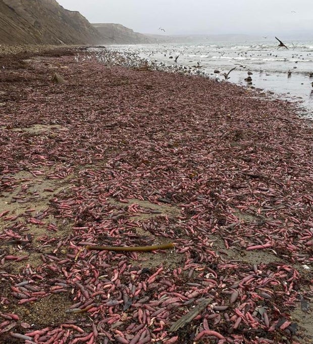 Tausende 'Penisfische' an Küste angespült