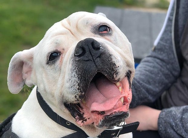 Bulldogge 'Smiler' geht es wieder besser