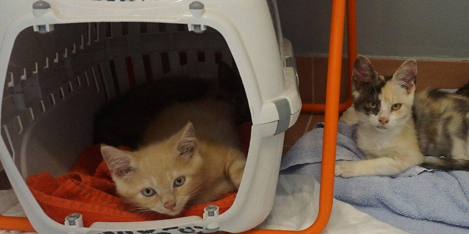 62 Katzen aus Wiener Wohnung befreit Brigittenau