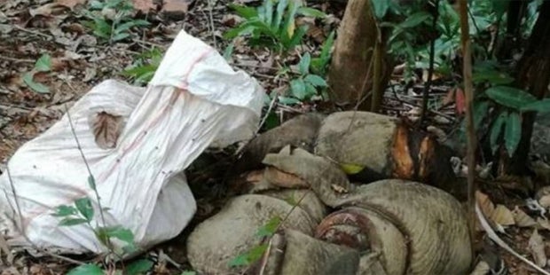 Tierquäler häuten Elefanten wegen Hautcremes