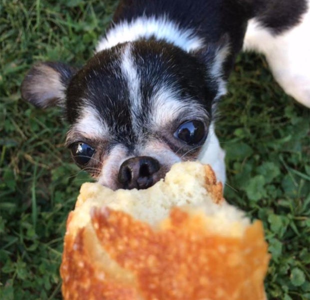 Rumpelstiltskin Chihuahua