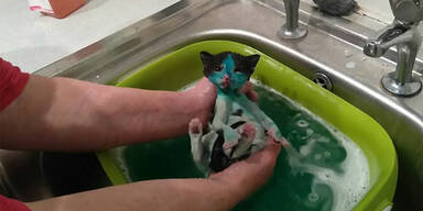 Tierquäler färben süße Katzenbabys ein