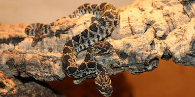 Klapperschlange mit zwei K&ouml;pfen geboren