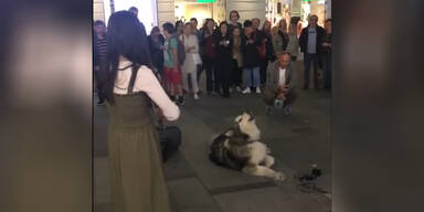 Angel of Violin Husky K&auml;rntner Stra&szlig;e