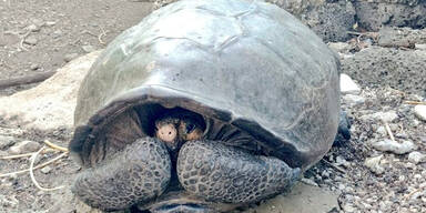 Vermeintlich ausgestorbene Riesenschildkr&ouml;te lebt