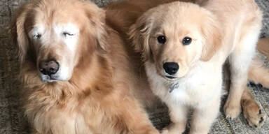 Charlie und Maverick