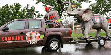 Elefant Kambaku
