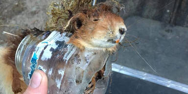 Eichh&ouml;rnchen tot Plastik