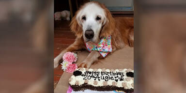 Augie &auml;ltester Golden Retriever der Welt
