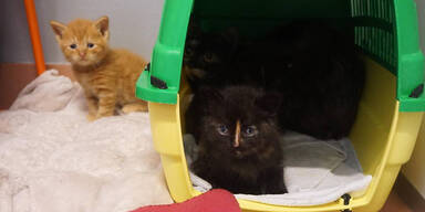 62 Katzen aus Wiener Wohnung befreit Brigittenau