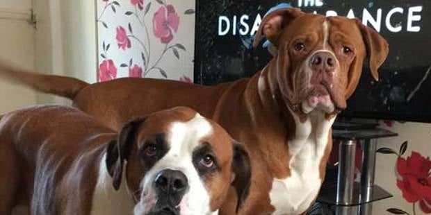 Dreifache Mutter von ihren Hunden zerfleischt