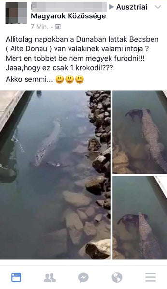 Rätsel um Krokodil in der Alten Donau gelöst