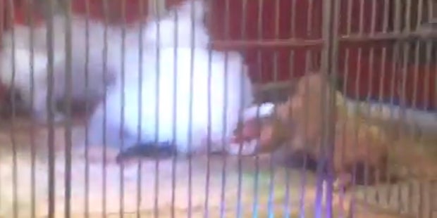 Löwe Zirkus Angriff Frankreich