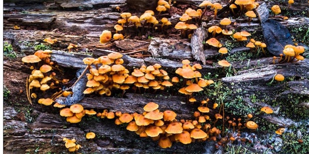 Hier wächst das größte Lebewesen der Welt – aber fast niemand sieht es