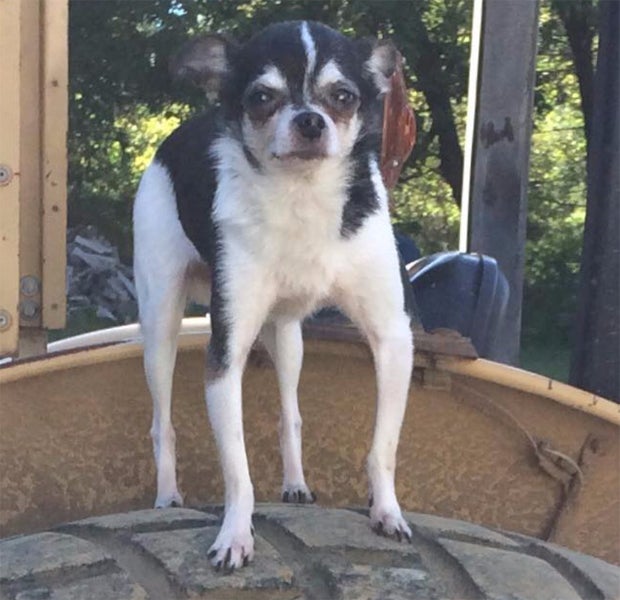 Rumpelstiltskin Chihuahua