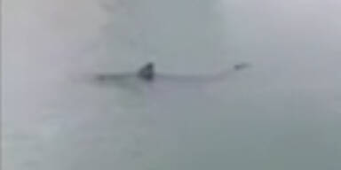 Kranker Blauhai vor Mallorca get&ouml;tet