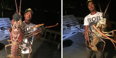 Fischer f&auml;ngt 7 Kilo schweren Monster-Hummer