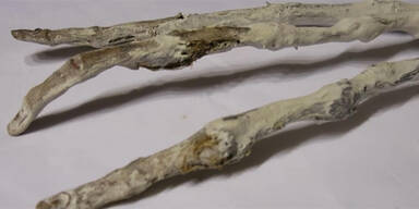 Geh&ouml;rt diese Hand einem Alien?