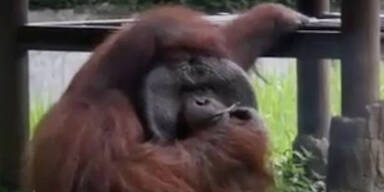 Orang-Utan