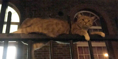 Kater aufgespie&szlig;t