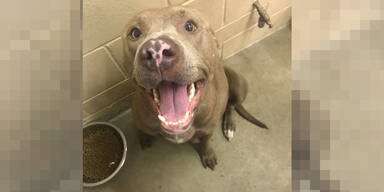 H&uuml;ndin eingeschl&auml;fert